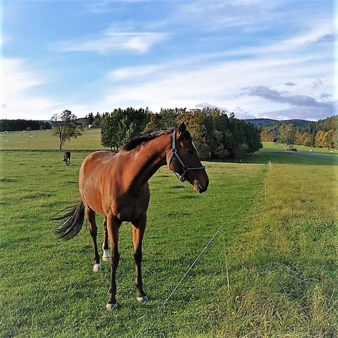 Chata Roubenka - Jesenka Dolní Moravice Buitenkant foto